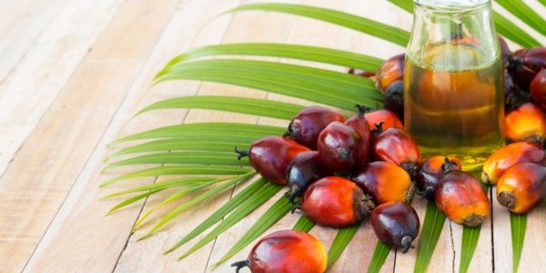 ¿Aceite de palma en leches infantiles? ¿Aceite de palma en leches infantiles?